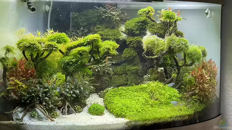 Aquarium Hauptansicht von Trigon Scape