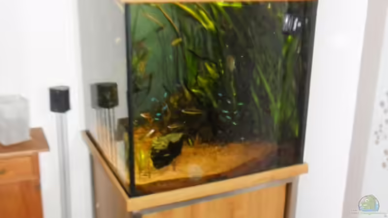 Aquarium Hauptansicht von Tropenwürfel