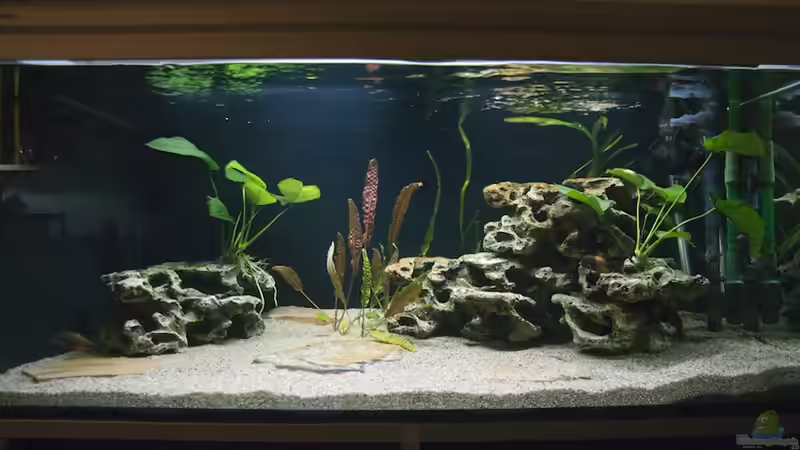 Aquarium Hauptansicht von Tropheus Bemba