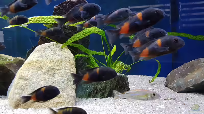 Aquarium Hauptansicht von Tropheus bulu point von Riftvalley88 (1)