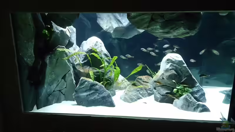 Aquarium Hauptansicht von Tropheus Pfütze (nur noch als Beispiel) von Warsteiner (1)