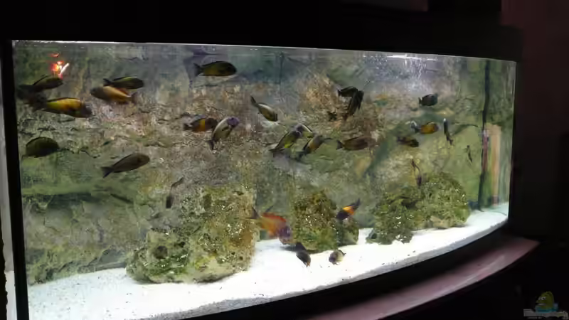 Aquarium Hauptansicht von Tropheusbecken von Hoffbold (1)