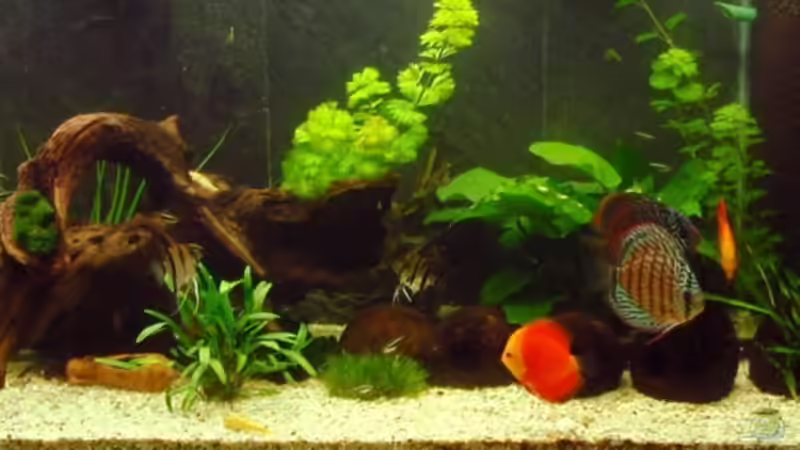 Aquarium Hauptansicht von Tropic Dream von Thomas Mitter (1)