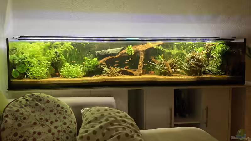 Aquarium Hauptansicht von Tropischer Bachlauf (existiert so nicht mehr) von Fischfan11 (1)