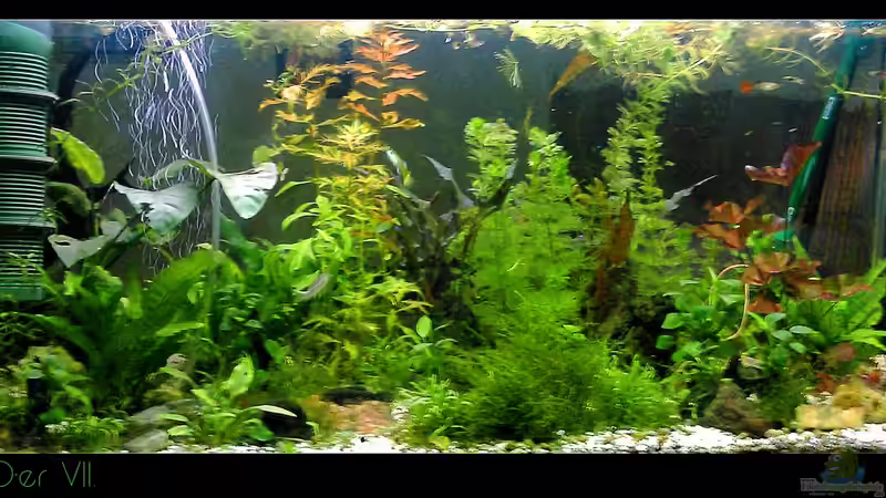 Aquarium Hauptansicht von tropisches Gesellschaftsbecken von mariajudyta (1)