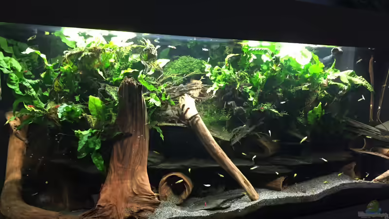 Aquarium Hauptansicht von Trübstadt von Danny (1)