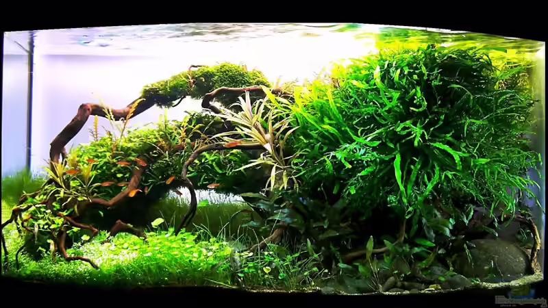 Aquarium Hauptansicht von Trueby von Fredo Fuss (1)