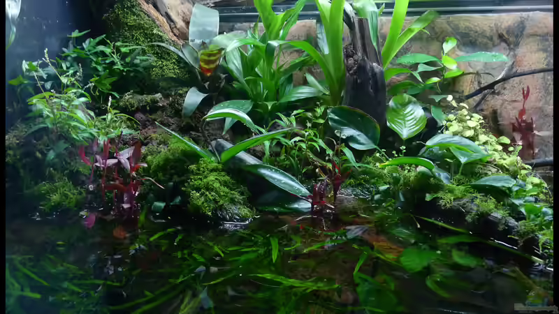 Aquarium Hauptansicht von Two Worlds Nur noch als Beispiel