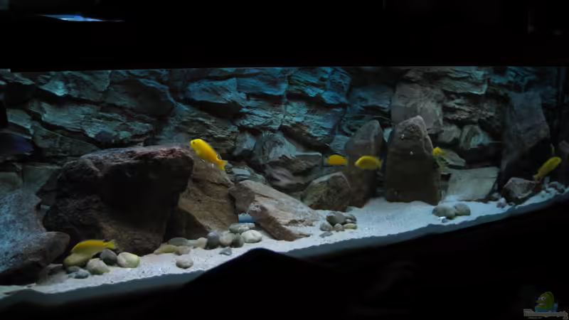 Aquarium Hauptansicht von Ufernahe Übergangszone von The Duke of woods (1)