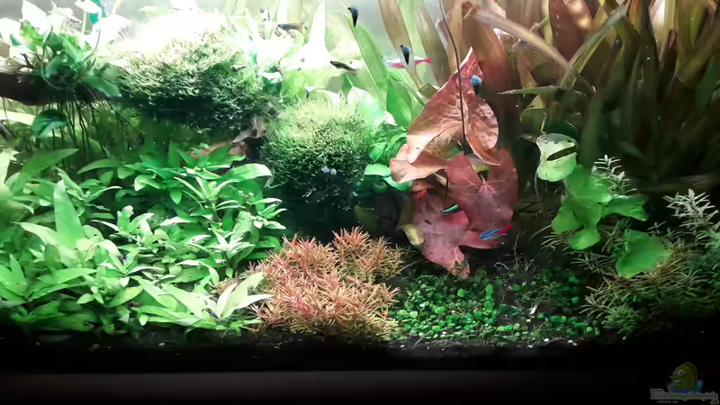 Aquarium Hauptansicht von Umgestaltung  nach 4 Wochen mit mehr Lumen und neuer Rückwand von Kathys 2014 (1)