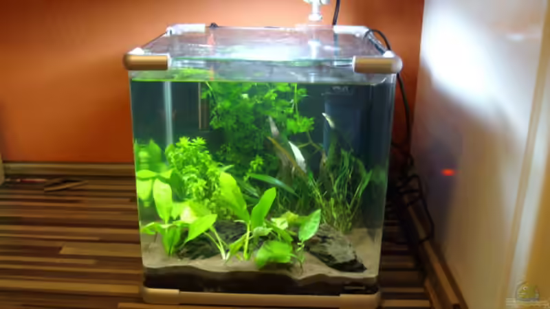 Aquarium Hauptansicht von Unser 25 Liter - Nano von Cia (1)