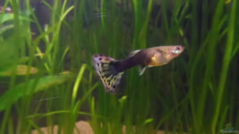 Aquarium Hauptansicht von Unser großer Spielplatz aufgelöst von mimi211080 (1)