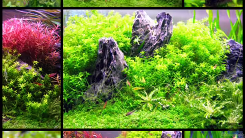 Aquarium Hauptansicht von Unser Hobby von Mel&Marc (1)