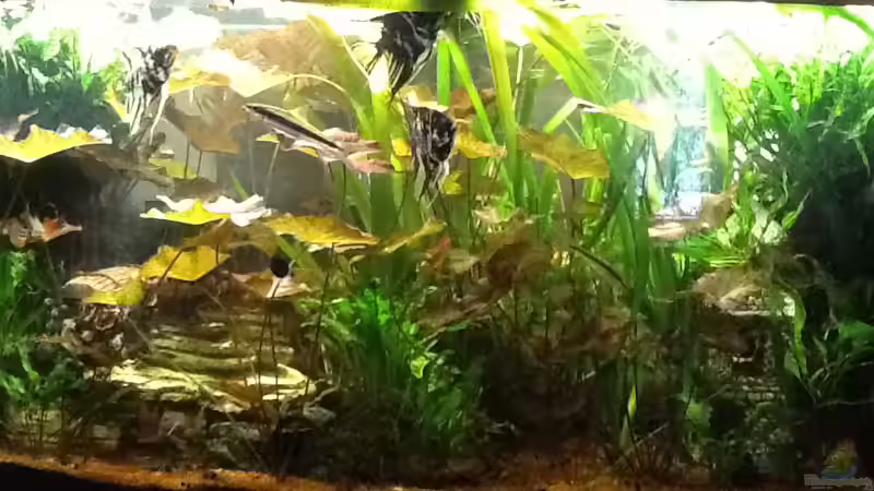 Aquarium Hauptansicht von Unser Raumteiler von Günter (1)