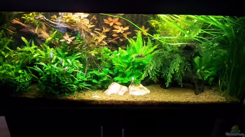 Aquarium Hauptansicht von Unterwasserdschungel von Ferbi (1)