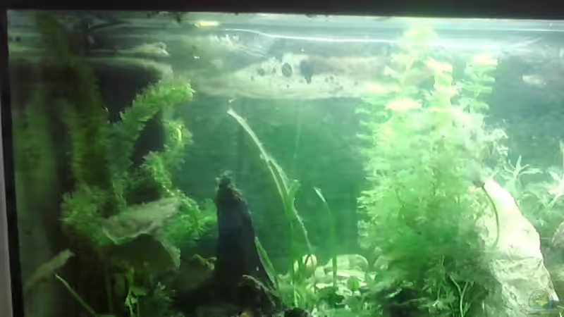 Aquarium Hauptansicht von Unterwasserwelt von Leni Zahn (1)