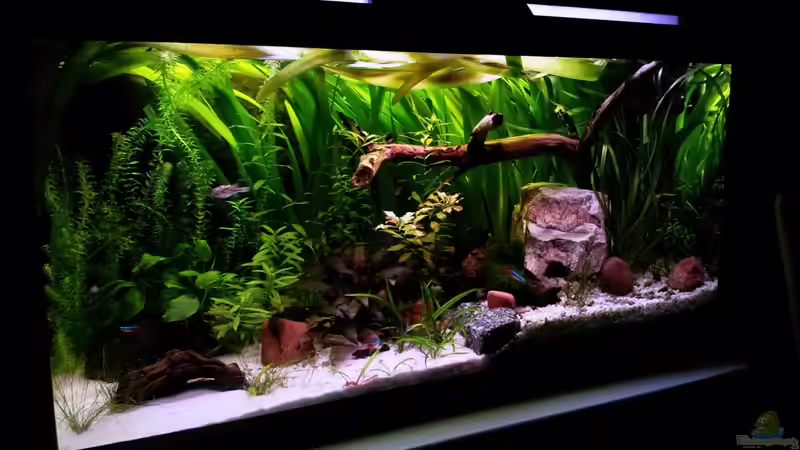 Aquarium Hauptansicht von Usedom Becken(altes Beispiel) von Marcel-Usedom (1)