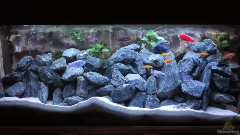 Aquarium Hauptansicht von Uwe´s Malawi