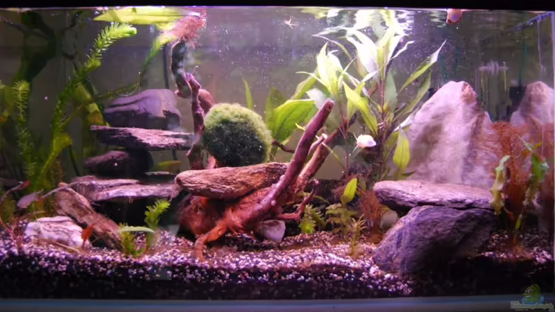 Aquarium Hauptansicht von Vasquezae Klettergarten