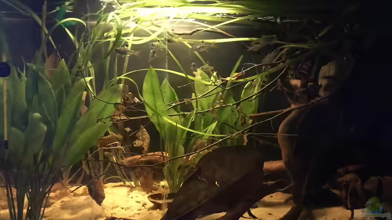 Aquarium Hauptansicht von Vergrößerung von kleines Grün