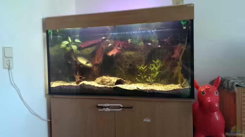 Aquarium Hauptansicht von Versuch ´die Erste´ von acuticeps (1)