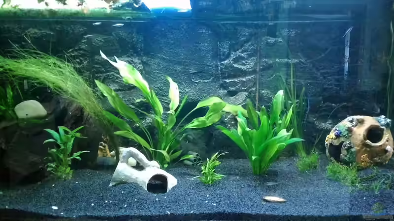 Aquarium Hauptansicht von Versunkene Welt von Tyrofijo (1)