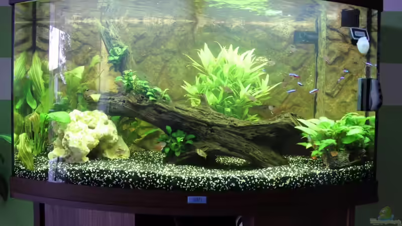 Aquarium Hauptansicht von Vision Becken