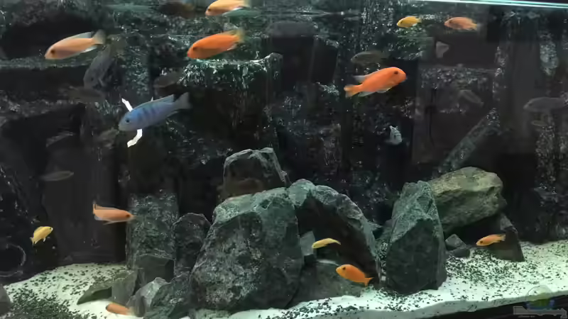 Aquarium Hauptansicht von Voralpen Afrika von Tobias Sanktjohanser (1)