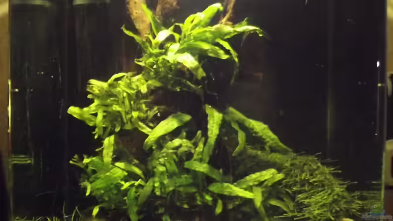 Aquarium Hauptansicht von Waldlichtung von Arle (1)