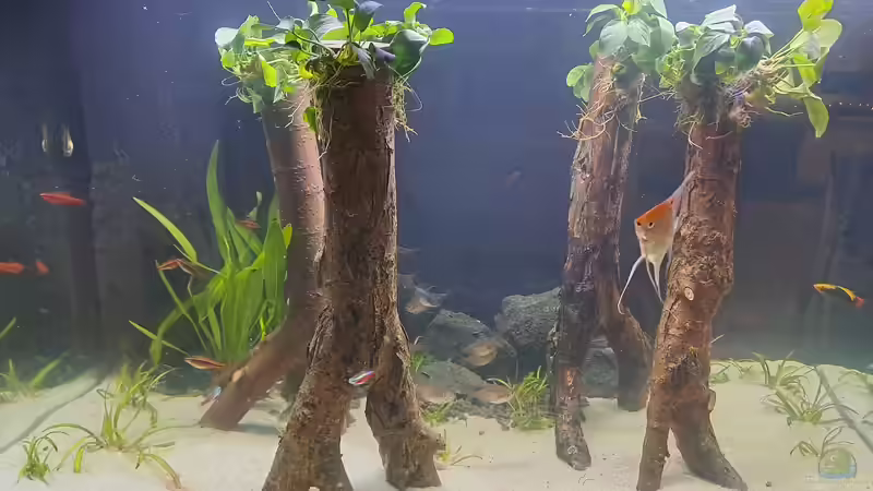 Aquarium Hauptansicht von Waldstück vom Anfänger von PetexBorken (1)