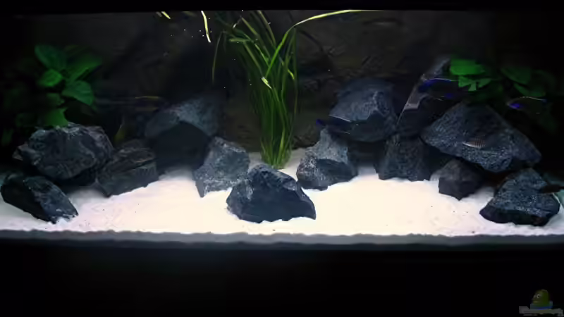 Aquarium Hauptansicht von Walhall von T H O R (1)