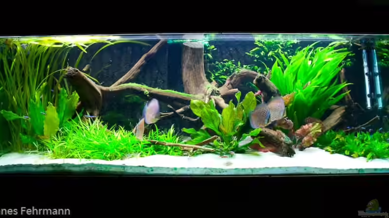 Aquarium Hauptansicht von Walking on a (Discus-) dream von Kiera&Hannes (1)