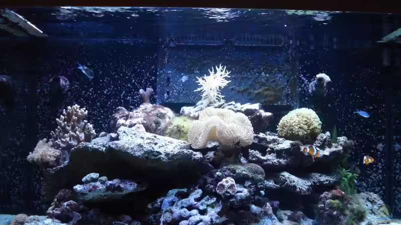 Aquarium Hauptansicht von Weiße Perle von Seadiver (1)