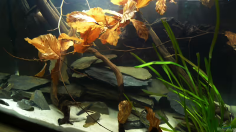 Aquarium Hauptansicht von Welse