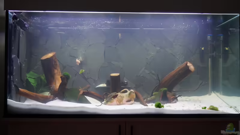 Aquarium Hauptansicht von Welspenthouse von Pakel Arif (1)