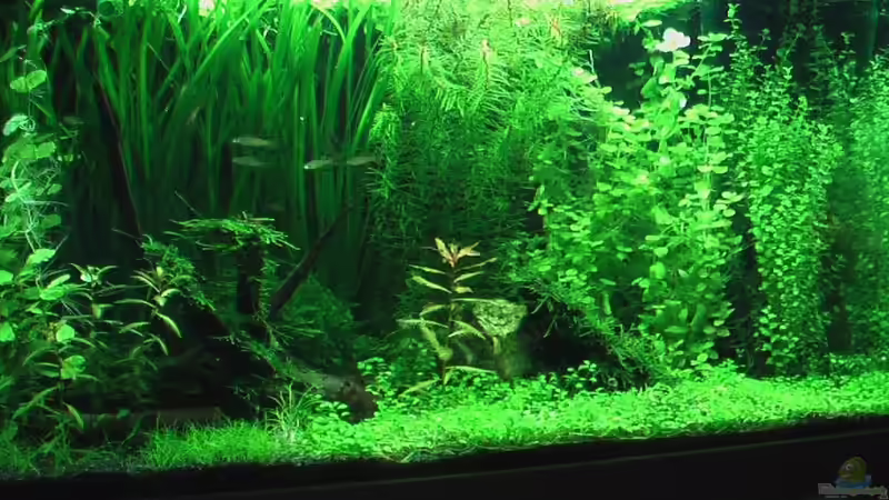 Aquarium Hauptansicht von Werneris wilde Welt von Olli N. (1)