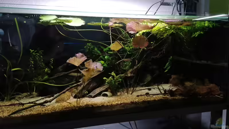 Aquarium Hauptansicht von West Afrika