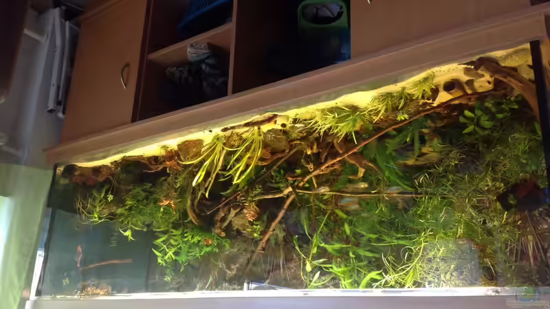 Aquarium Hauptansicht von Westafrika Becken von Marita Rückershäuser