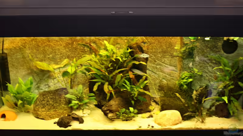 Aquarium Hauptansicht von Westafrika Flusslauf von Malte (1)