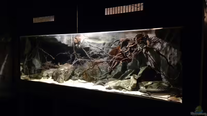 Aquarium Hauptansicht von Westafrika Räuberbecken von Zigermandli (1)