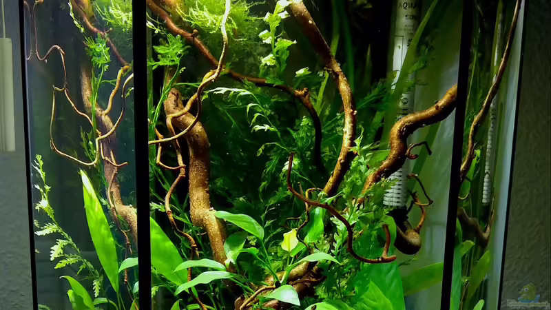 Aquarium Hauptansicht von Westafrikabecken mit Leuchaugenfischen von Kuller (1)