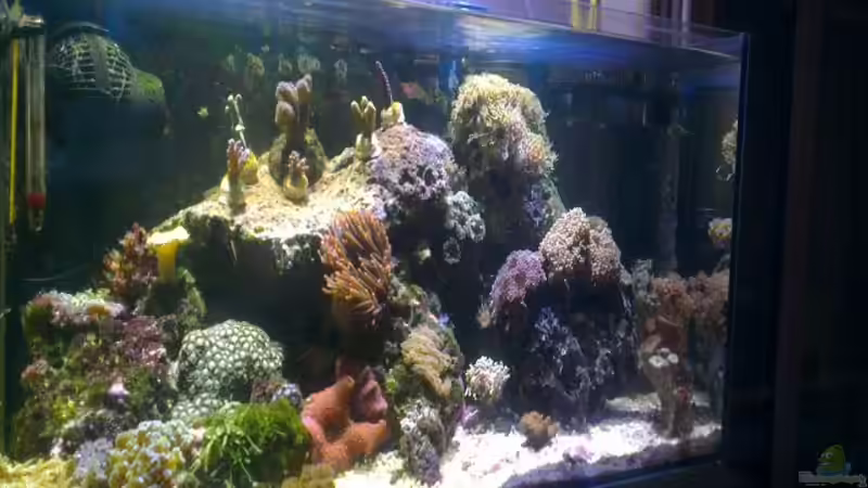 Aquarium Hauptansicht von Westerwälder Nanoriff von Hofer1 (1)
