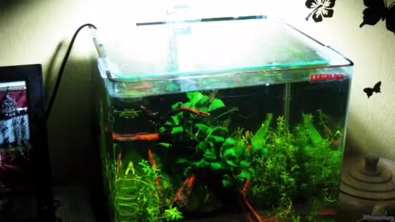 Aquarium Hauptansicht von White Pearl`s Home