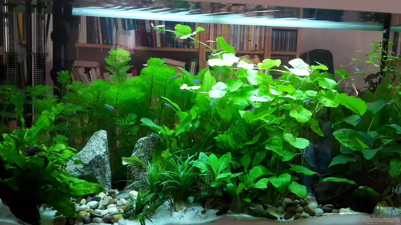 Aquarium Hauptansicht von White Sands von Glyzerine (1)