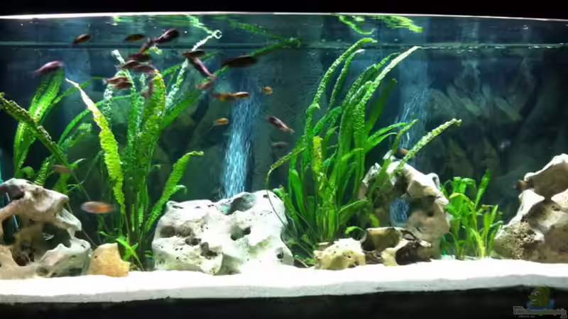 Aquarium Hauptansicht von White World von Christian Auert (1)