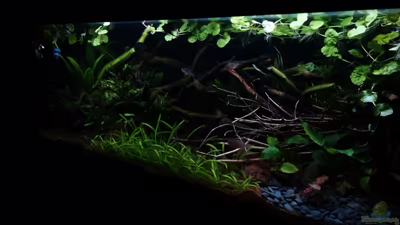 Aquarium Hauptansicht von Wild Rio Guapore von Atacama (1)