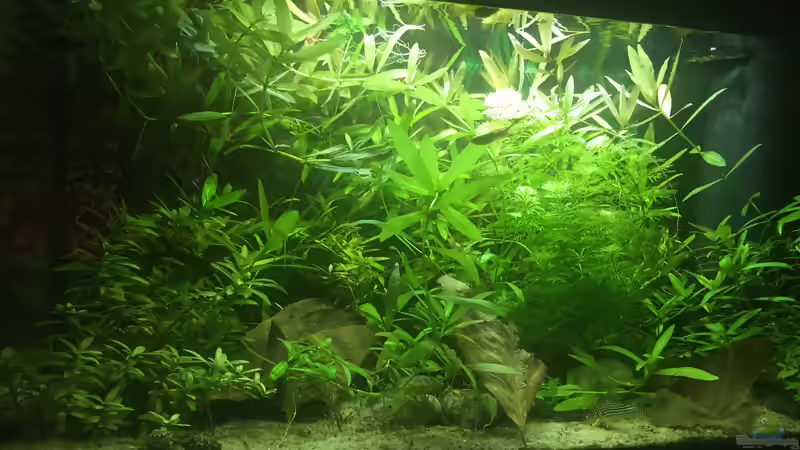 Aquarium Hauptansicht von wilder Aquarientraum von Elea von Dicrossus (1)