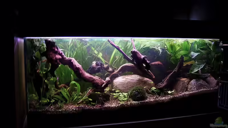 Aquarium Hauptansicht von Wilder Fluss (aufgelöst) von Falk (1)