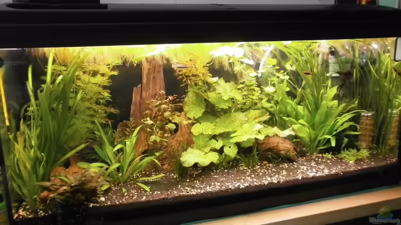 Aquarium Hauptansicht von Wilder Mix...aber mir gefällts von Jukey (1)