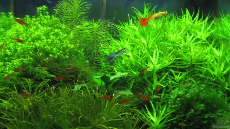 Aquarium Hauptansicht von Wilder Würfel von furt (1)